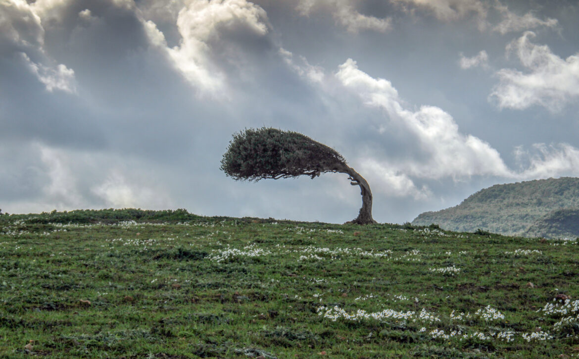 A Tree Bent from the Force of the Wind