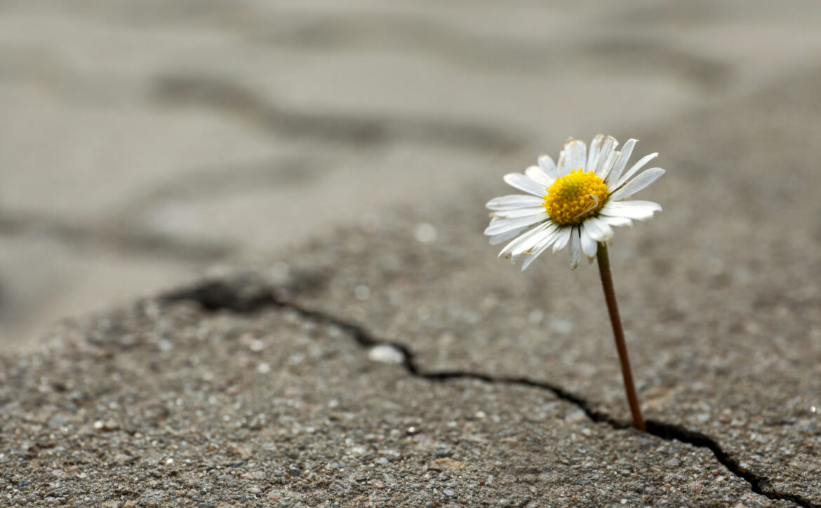 Beautiful flower growing out of crack in asphalt, space for text. Hope concept