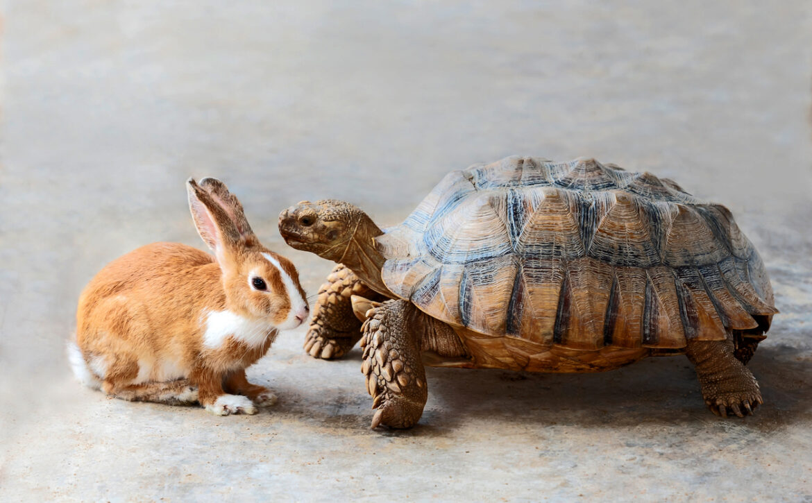 rabbit and turtle.