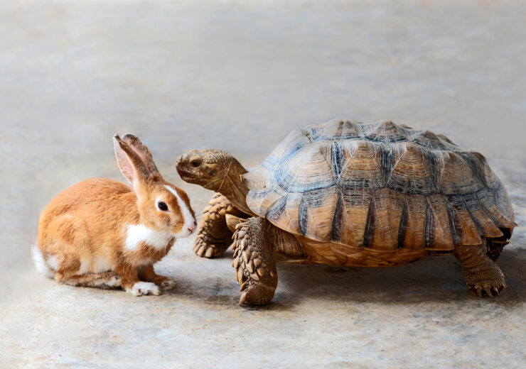 rabbit and turtle.