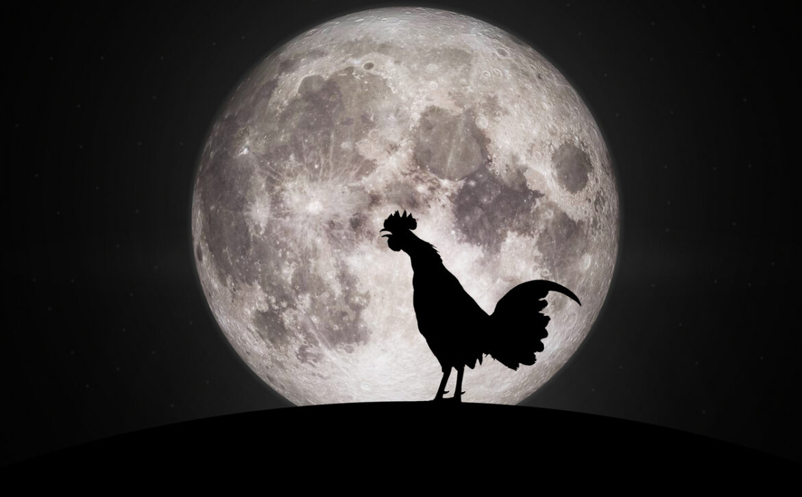 Silhouettes rooster crows in the morning	.Elements of this image furnished by NASA.
