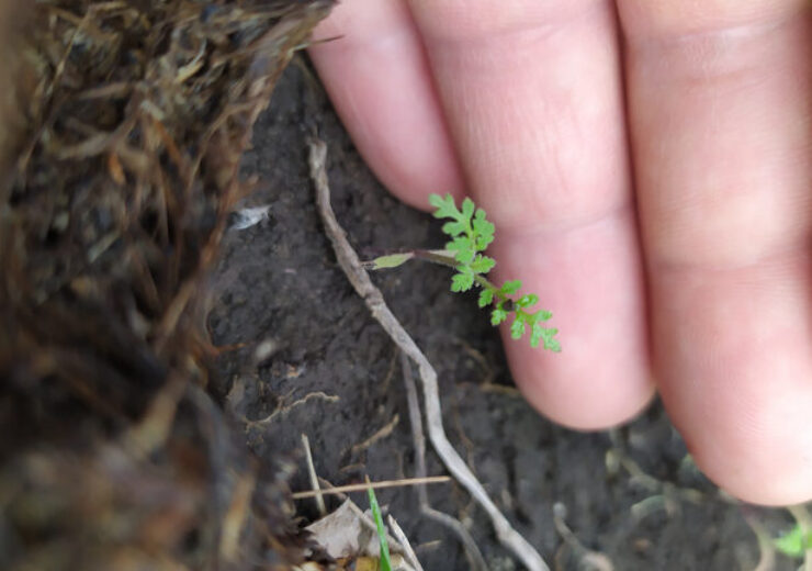 A hand holds a gently small carrot sprout. Carrot seedlings