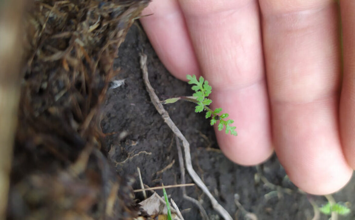 A hand holds a gently small carrot sprout. Carrot seedlings