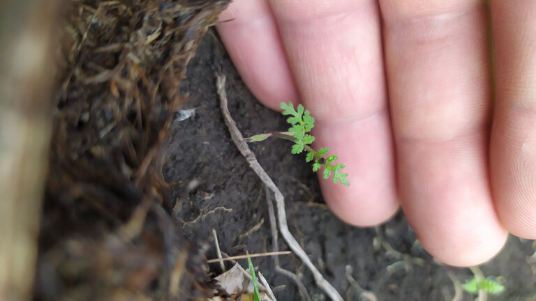 A hand holds a gently small carrot sprout. Carrot seedlings